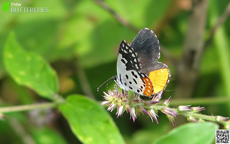 Red Pierrot